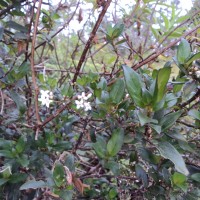 Hedyotis trimenii var. trimenii Deb & Ratna Dutta